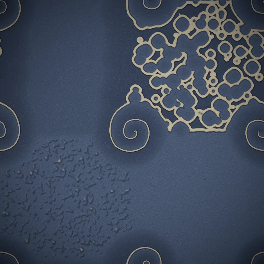 spiral with bubbling front breakup